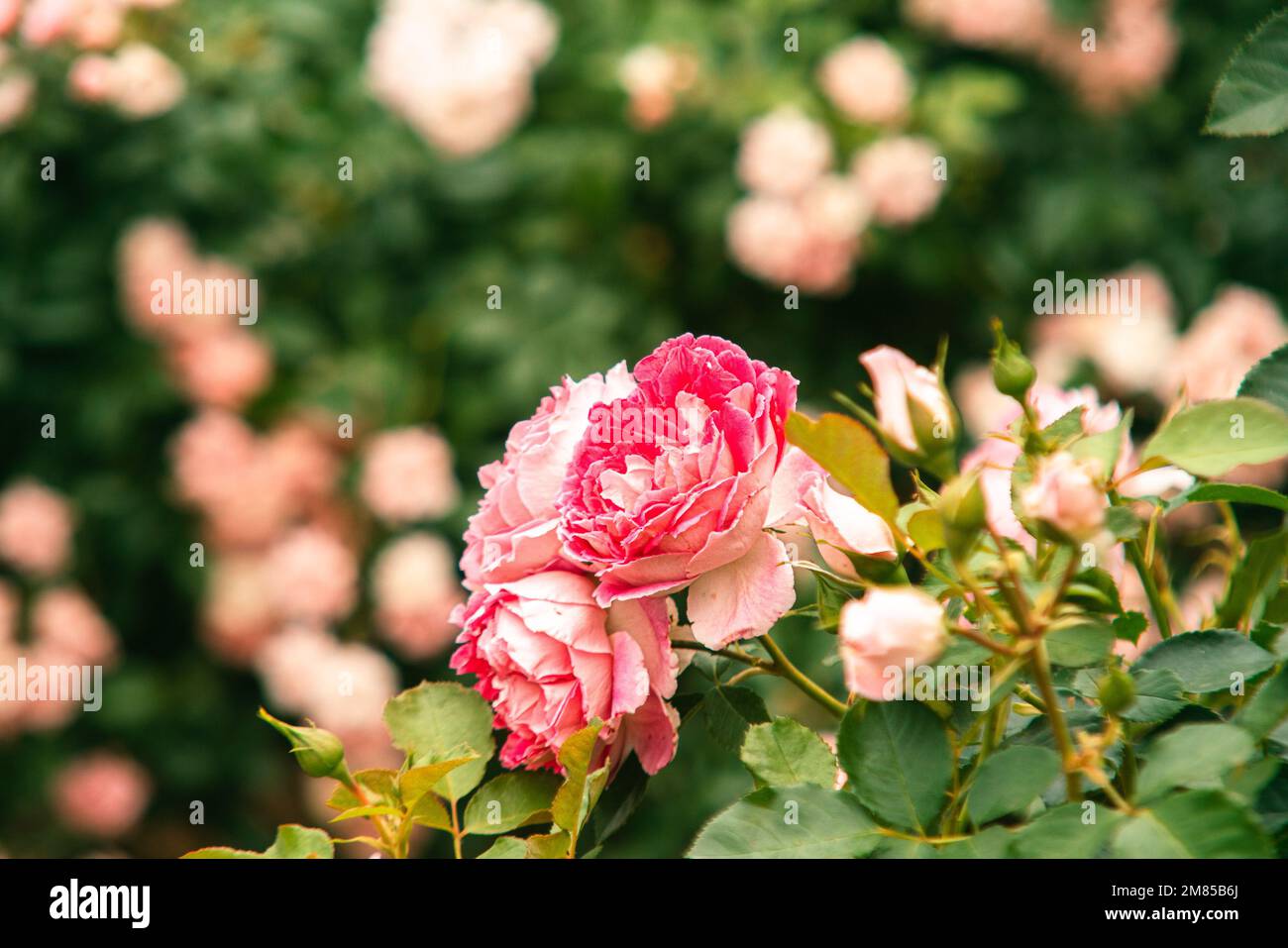 A beautiful view of pink roses in the garden Stock Photo - Alamy