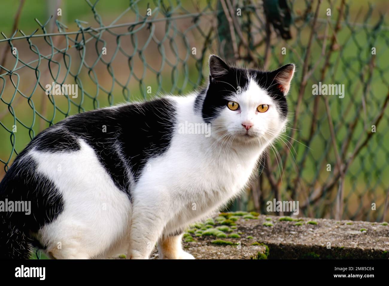 Domesicated bicolor cat with yellow eyes, black and white fur, outdoor