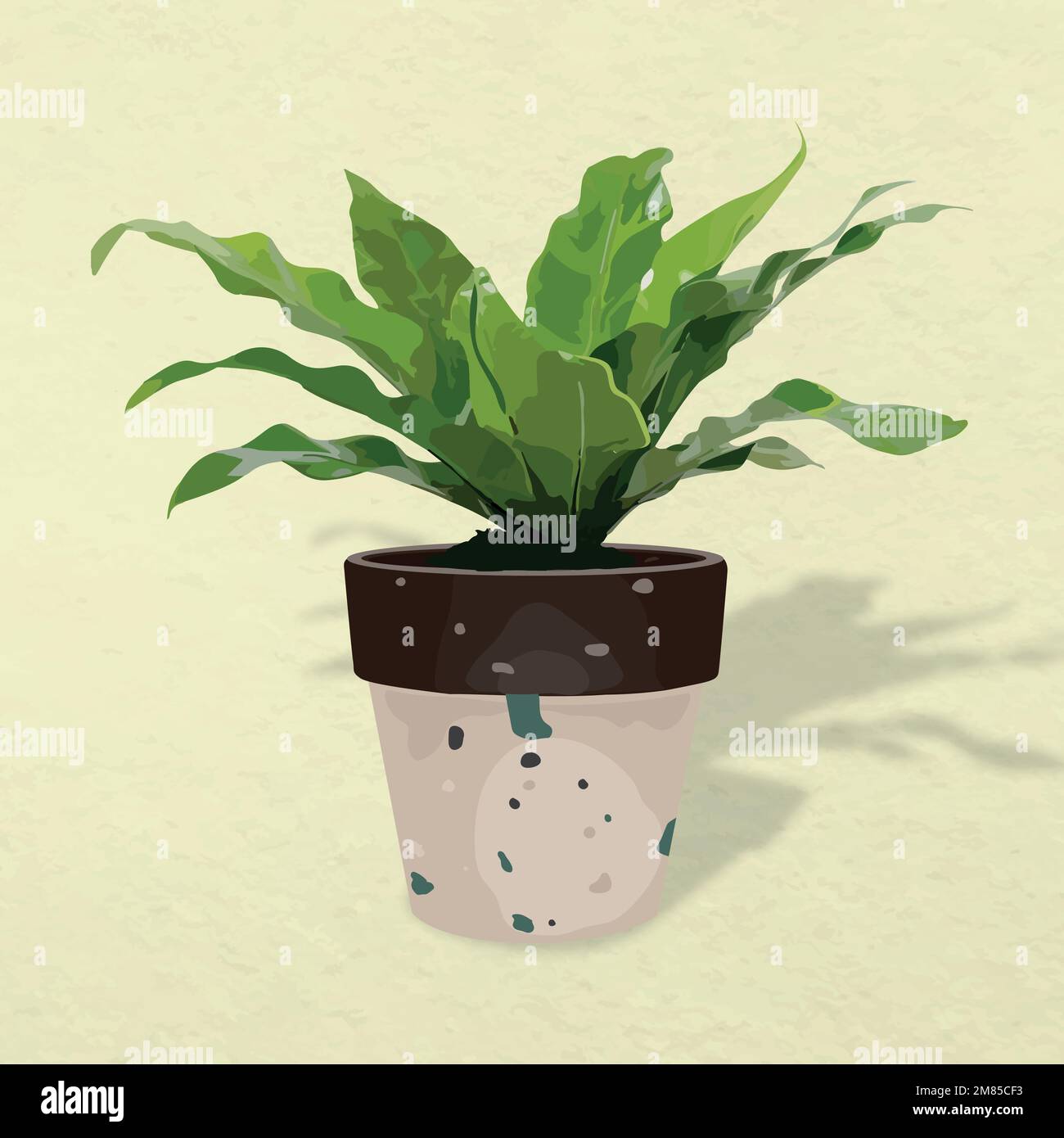 Birds nest fern plant Stock Vector Images Alamy