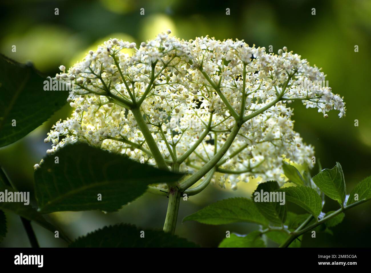 Elderberry flowers Stock Photo