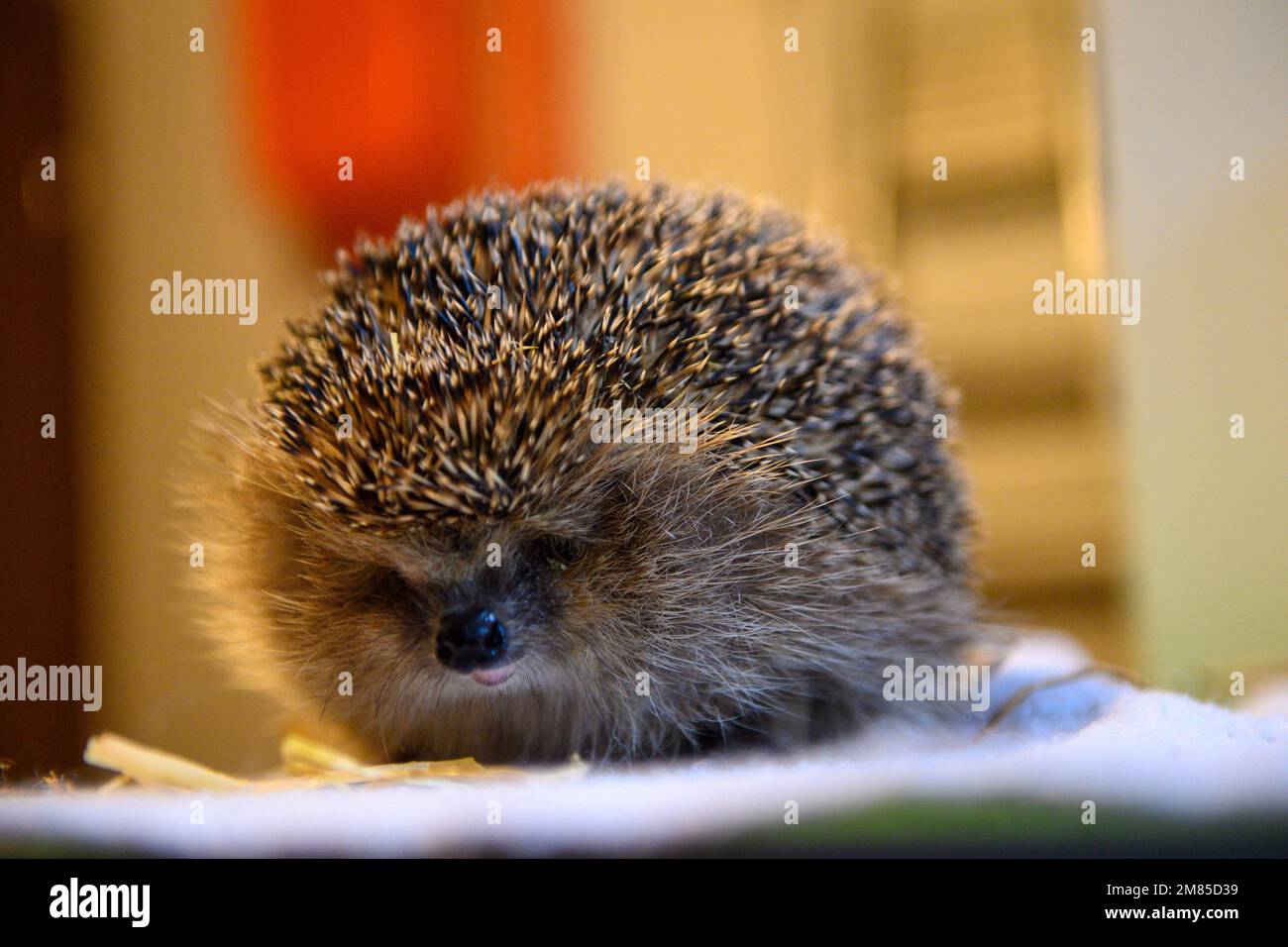 Animals fat hi-res stock photography and images - Page 5 - Alamy