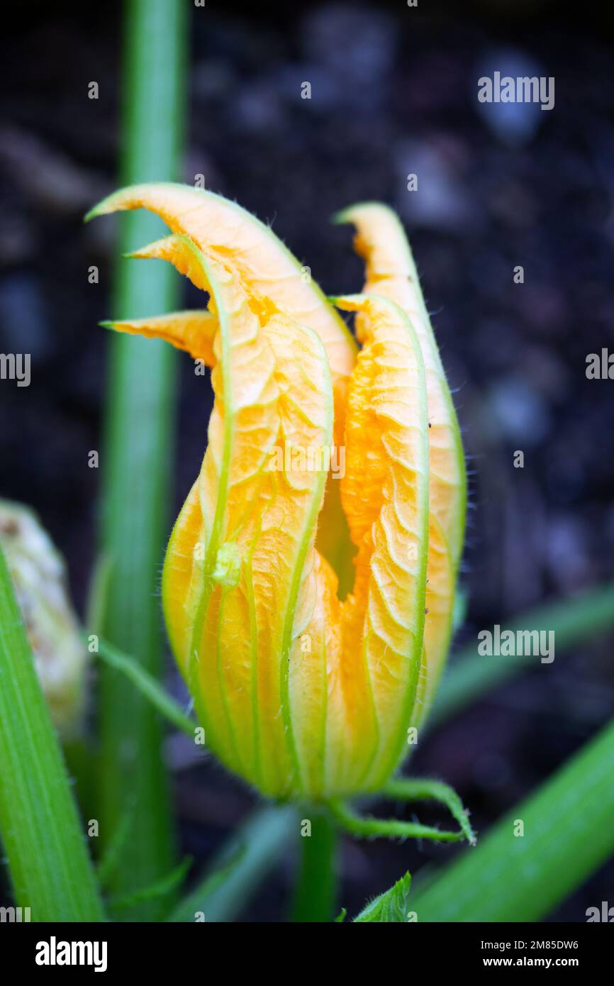 Planting courgette hi-res stock photography and images - Alamy