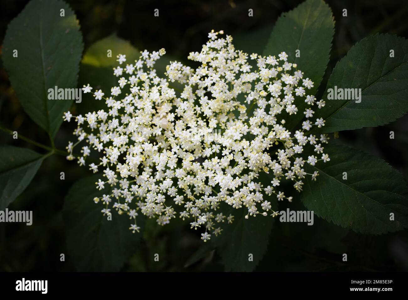 Elderberry flowers Stock Photo