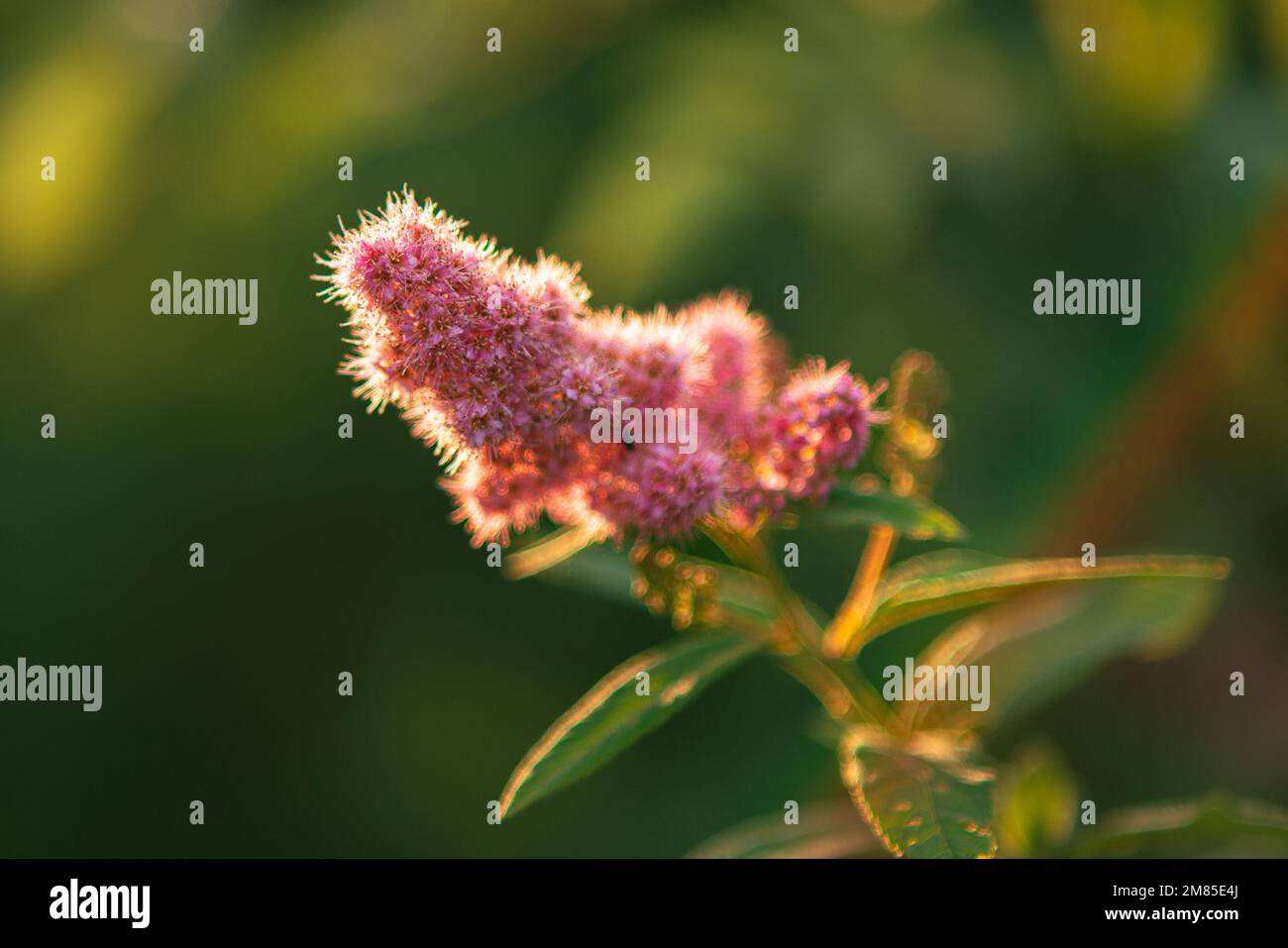 A selective focus of Spiraea salicifolia growing in a garden under the sunlight with a blurry background Stock Photo