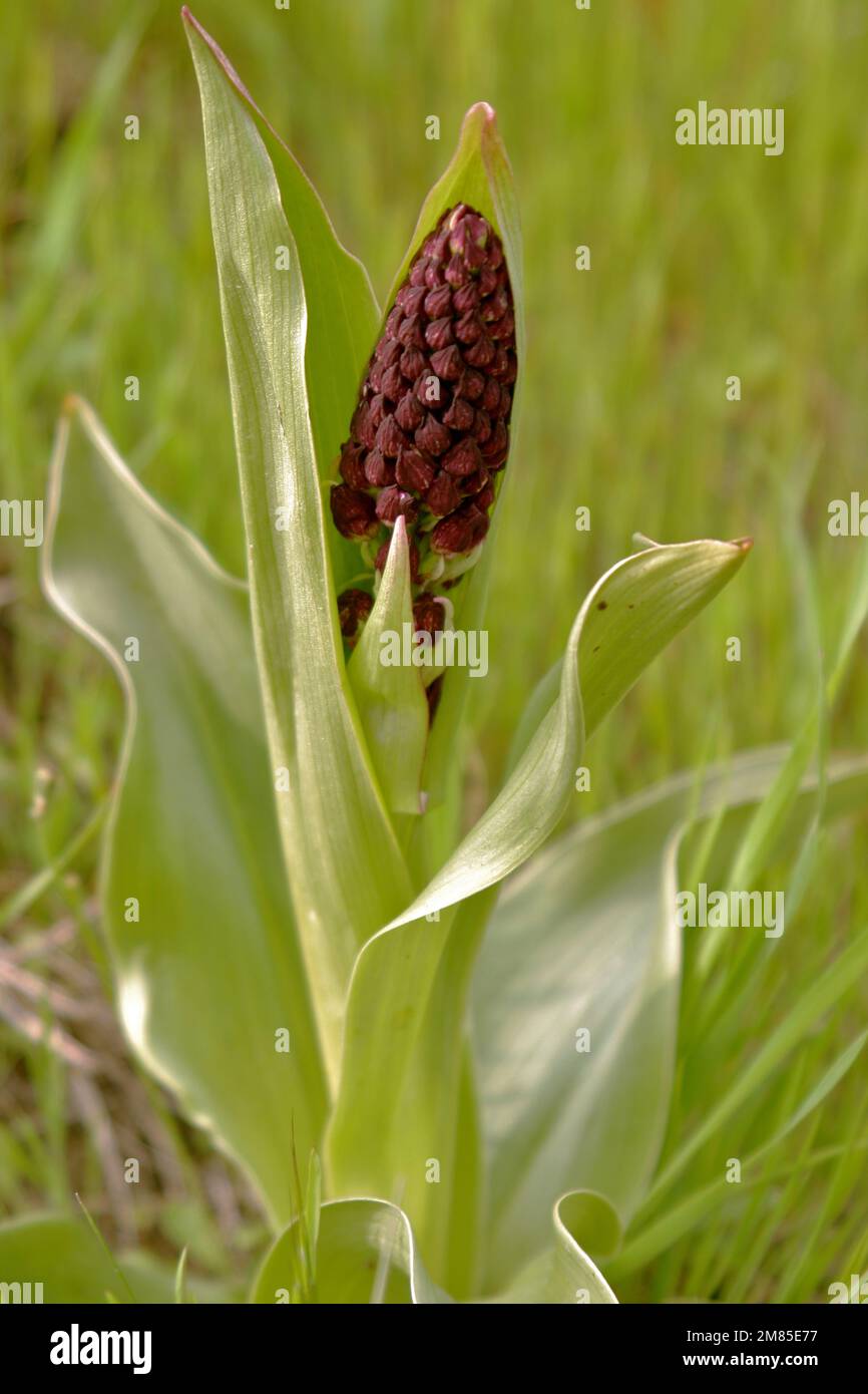 Listeria ovata hi-res stock photography and images - Alamy