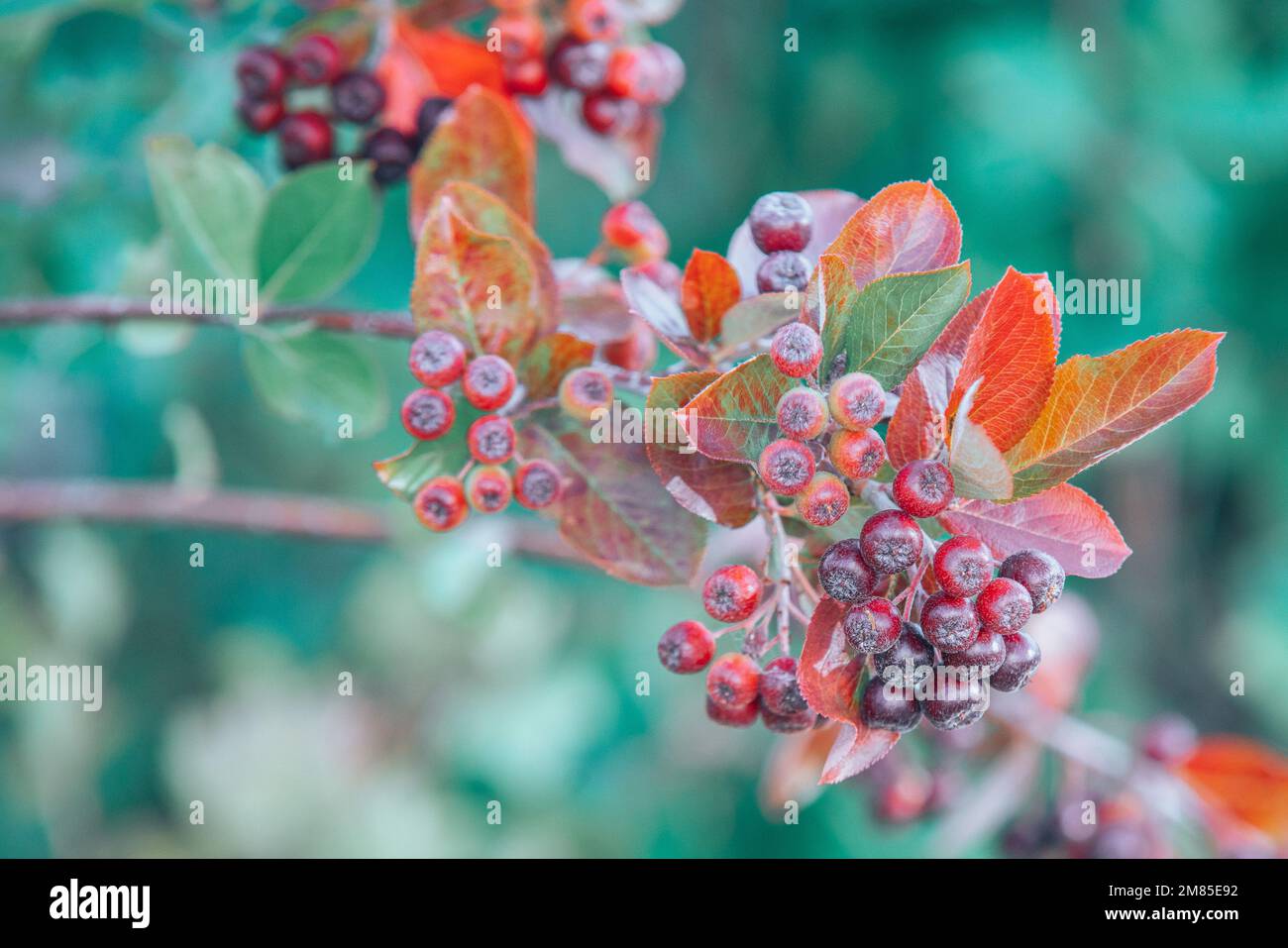 A closeup of Aronia prunifolia growing in a garden under the sunlight with a blurry background Stock Photo