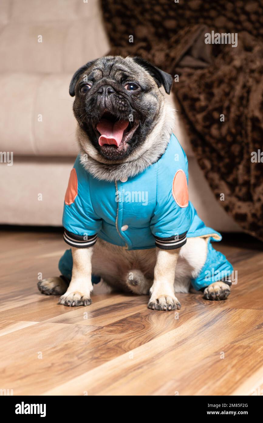 Pug dress hi res stock photography and images Page 2 Alamy