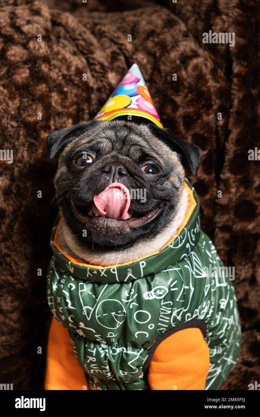 A funny pug laughs sticking out his tongue, celebrating a birthday, a festive cap on his head. Stock Photo