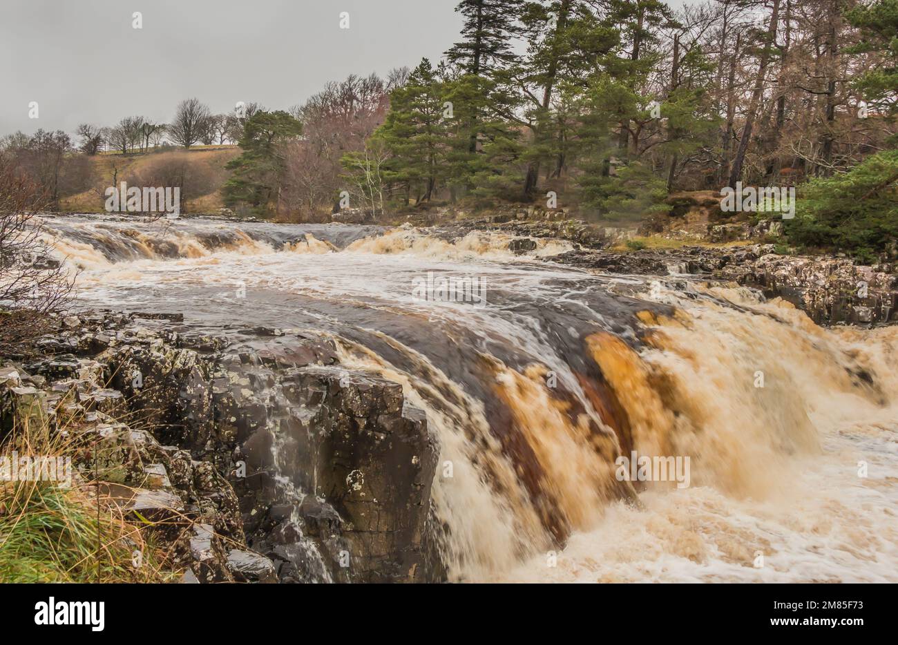 The River Tees at Low Force waterfall, considerably swollen by rapidly melting snow from Storm Arwen. Stock Photo