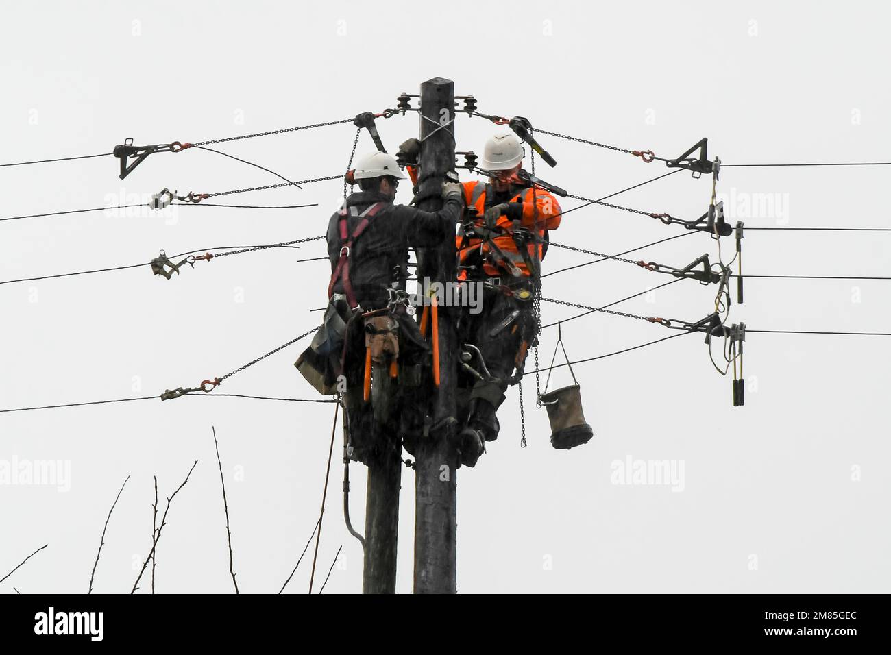 Bridport, Dorset, UK.  12th January 2023.  UK Weather.  Western Power electricity workmen getting soaked by the heavy rain as they install a new telegraph pole at Bridport in Dorset on a wet and windy day.  Picture Credit: Graham Hunt/Alamy Live News Stock Photo