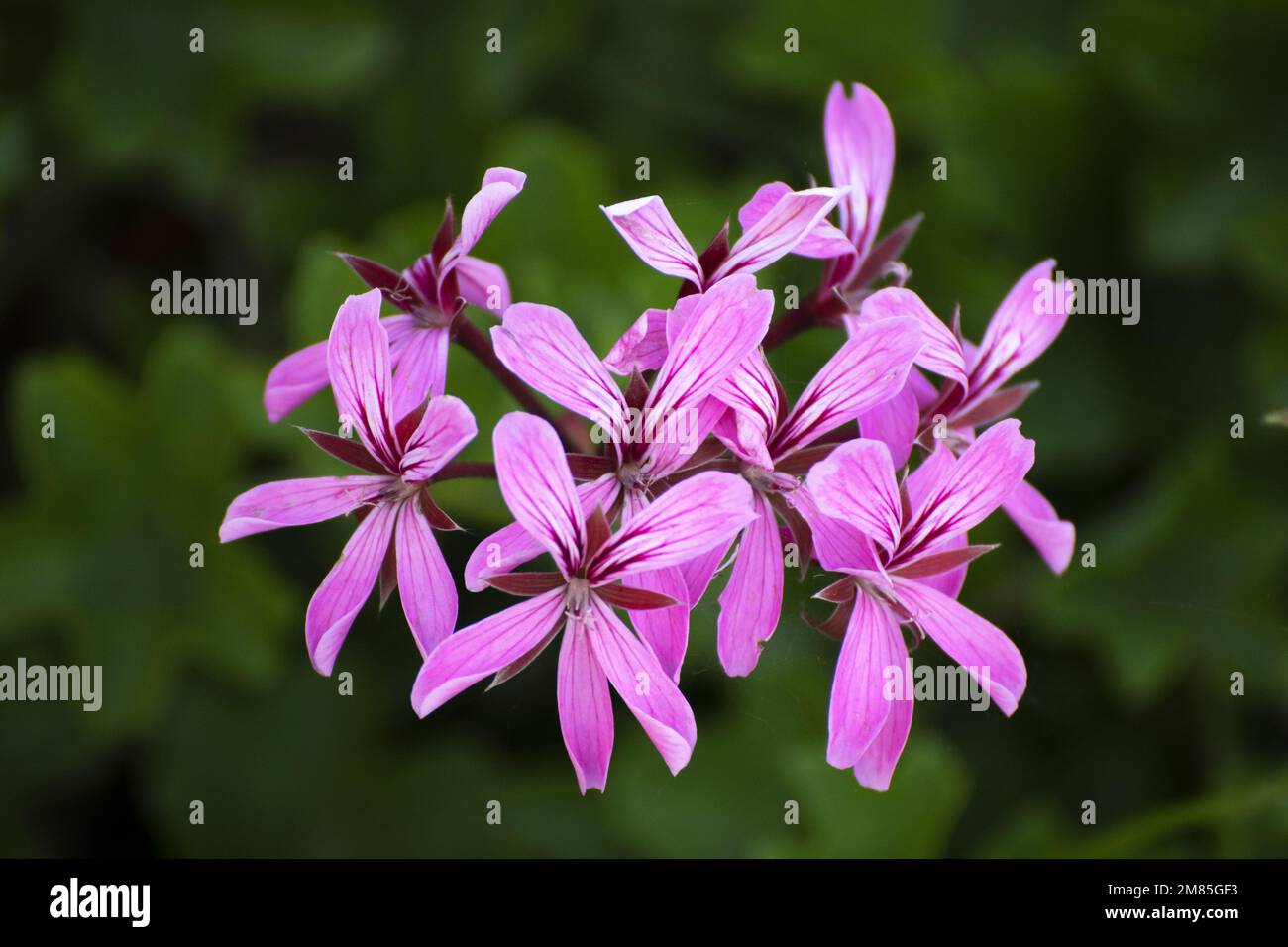 Pelargonium flowers Stock Photo