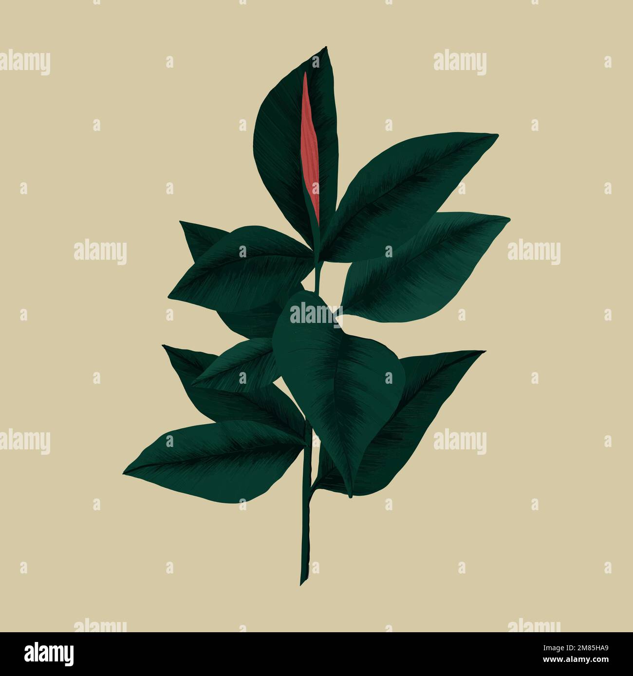 Rubber plant vector botanical illustration Stock Vector Image & Art Alamy