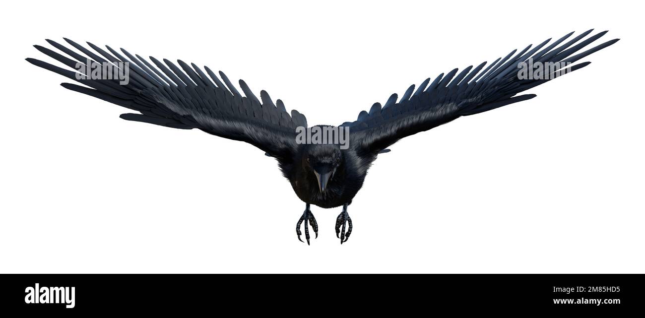 3D rendering of a black crow isolated on white background Stock Photo ...