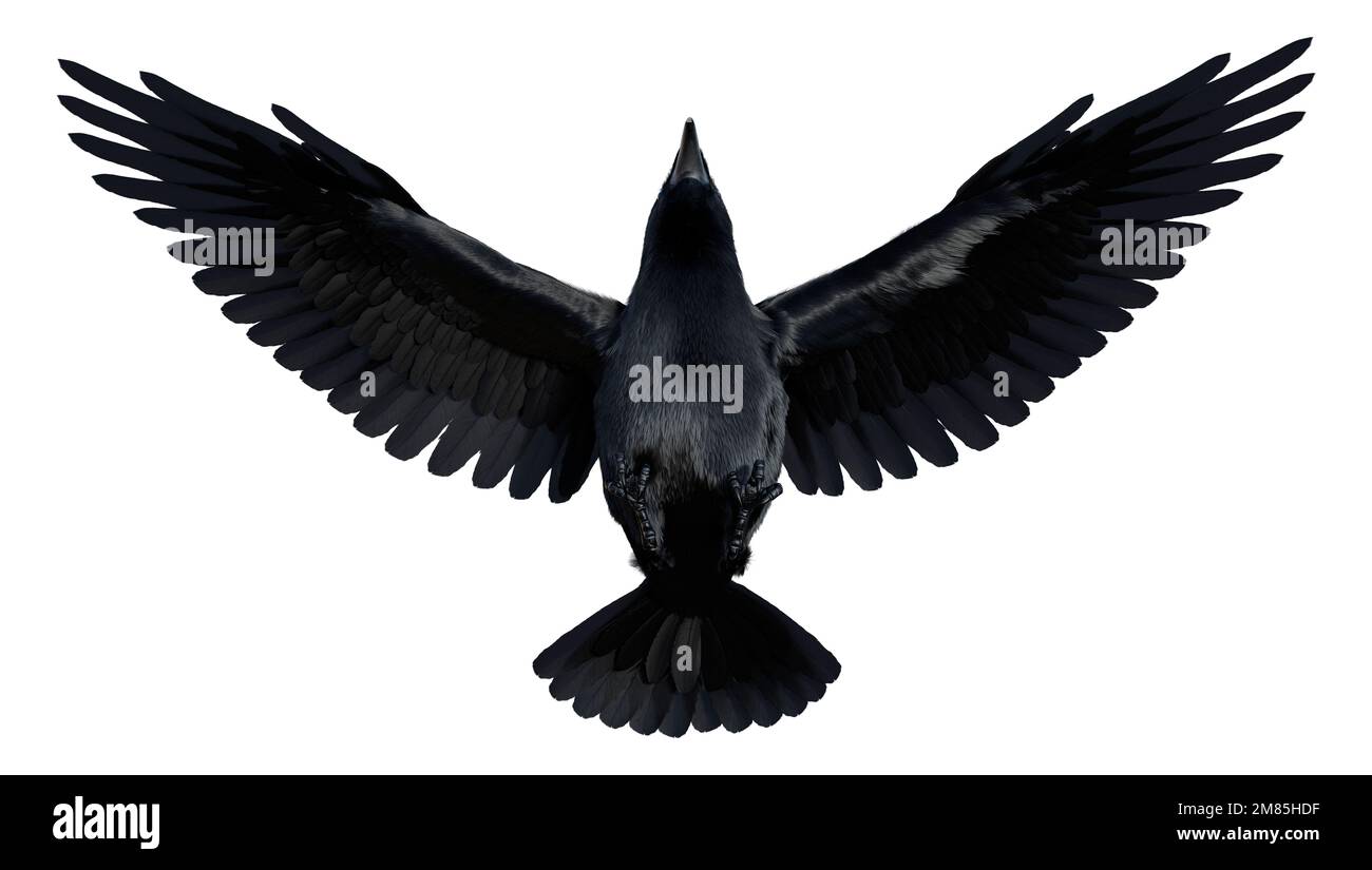3D rendering of a black crow isolated on white background Stock Photo ...