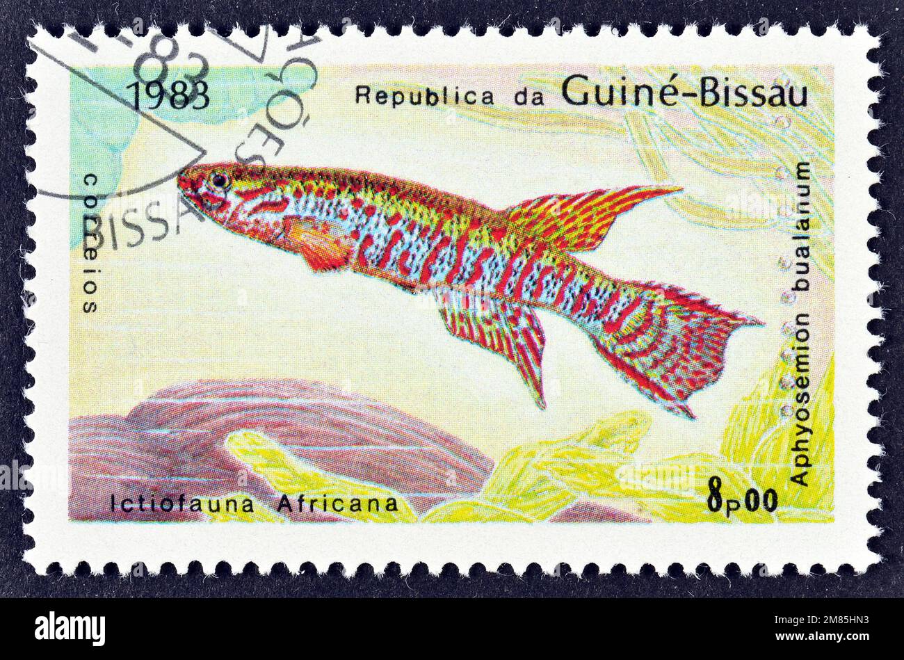 Cancelled postage stamp printed by Guinea Bissau, that shows African Swamp Killifish (Aphyosemion bualanum), circa 1983. Stock Photo