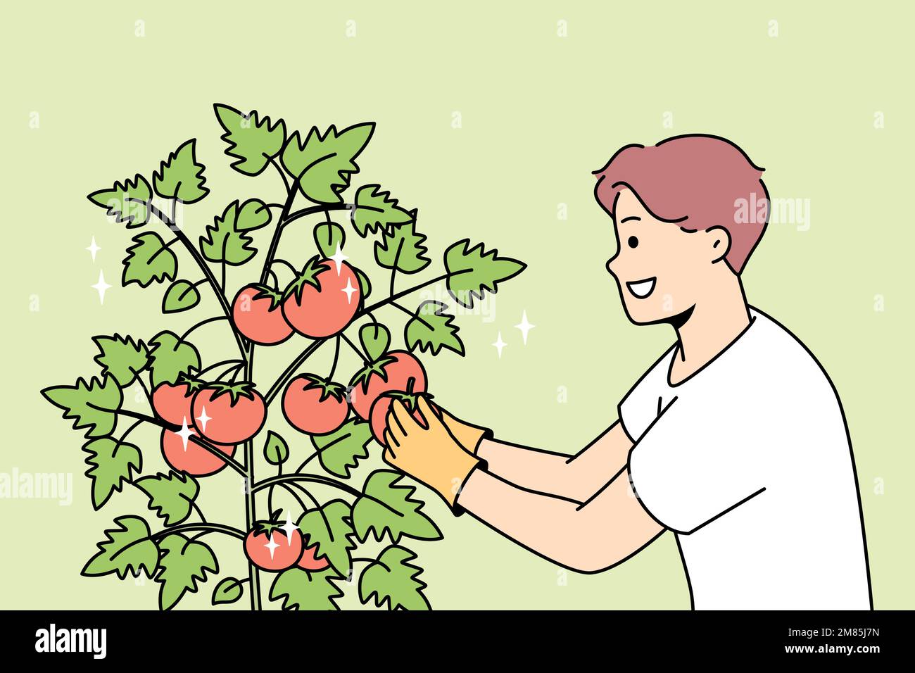 Smiling young man gather tomatoes in garden. Happy male farmer collect ...