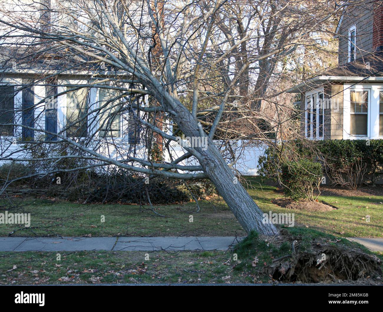 A tree falls on to a house during a Christmas Eve wind storm on Long
