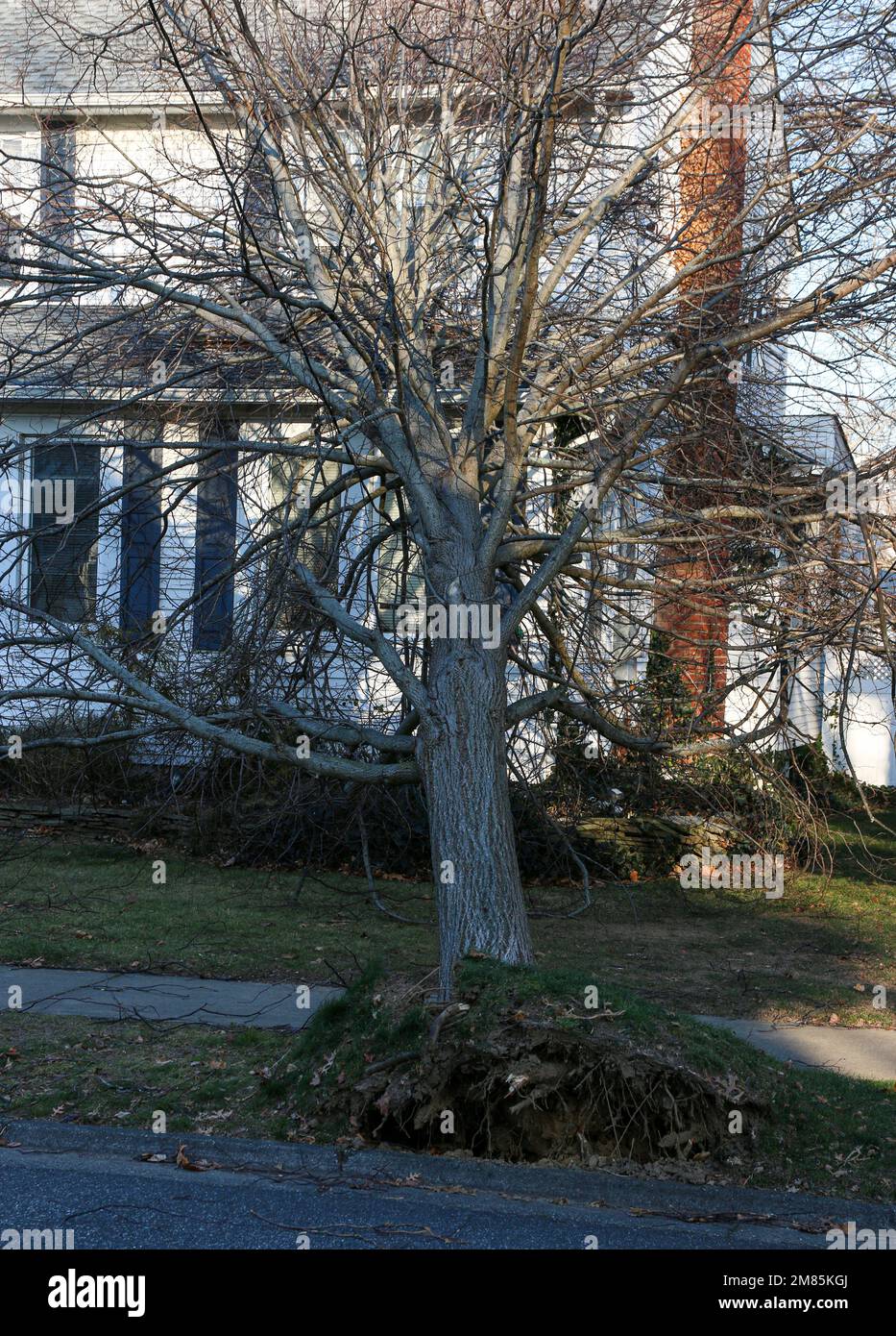 Tree falls on house during Christmas Eve wind cold wind storm in Babylon  Village Long Island New York Stock Photo - Alamy