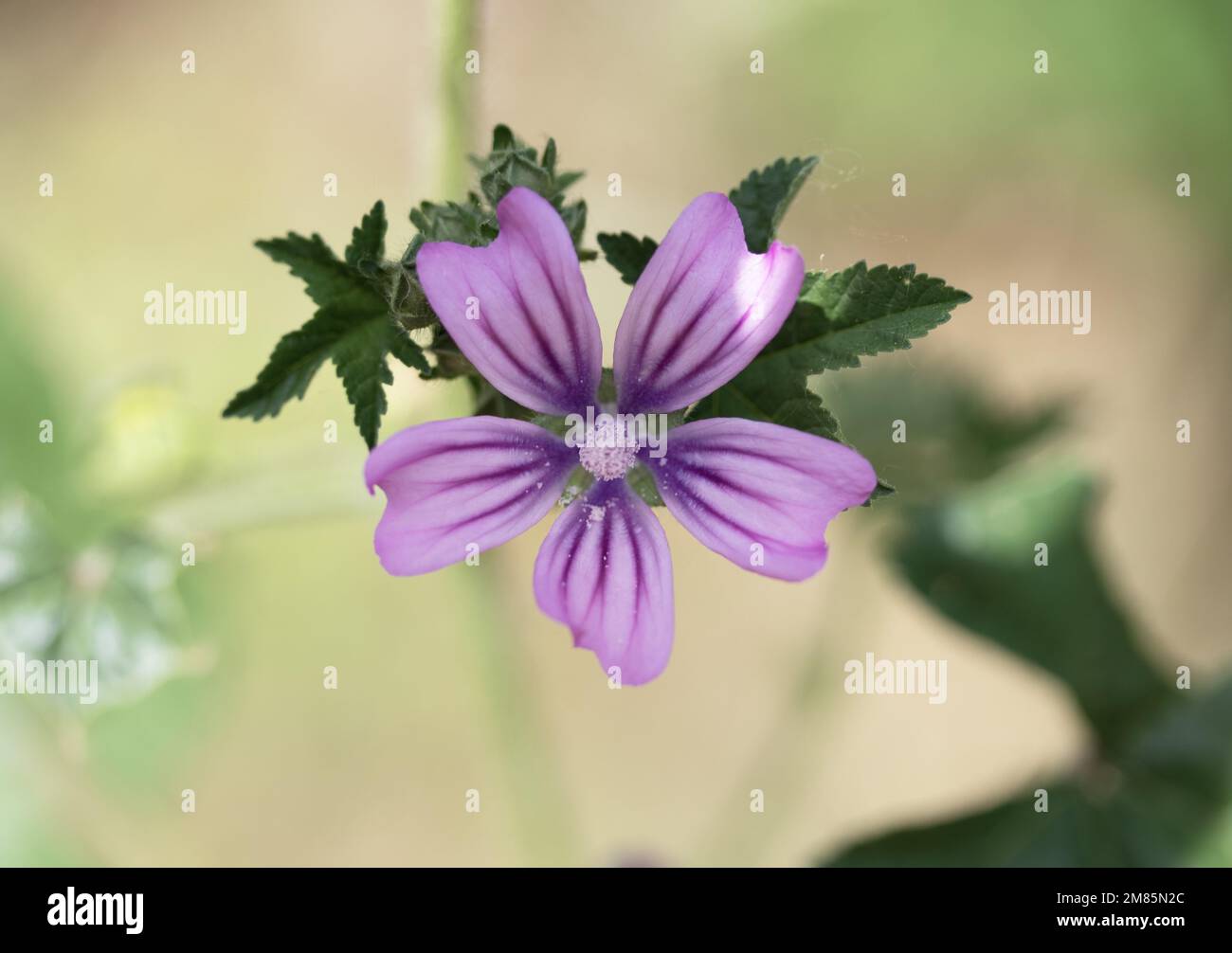 Flowers of the Malva linnaei plant Stock Photo