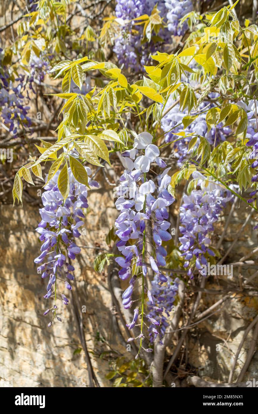 Sunlit light mauve blue racemes of Wisteria racemes surrounded by light olive green young foliage grown against a light sandy coloured wall Stock Photo