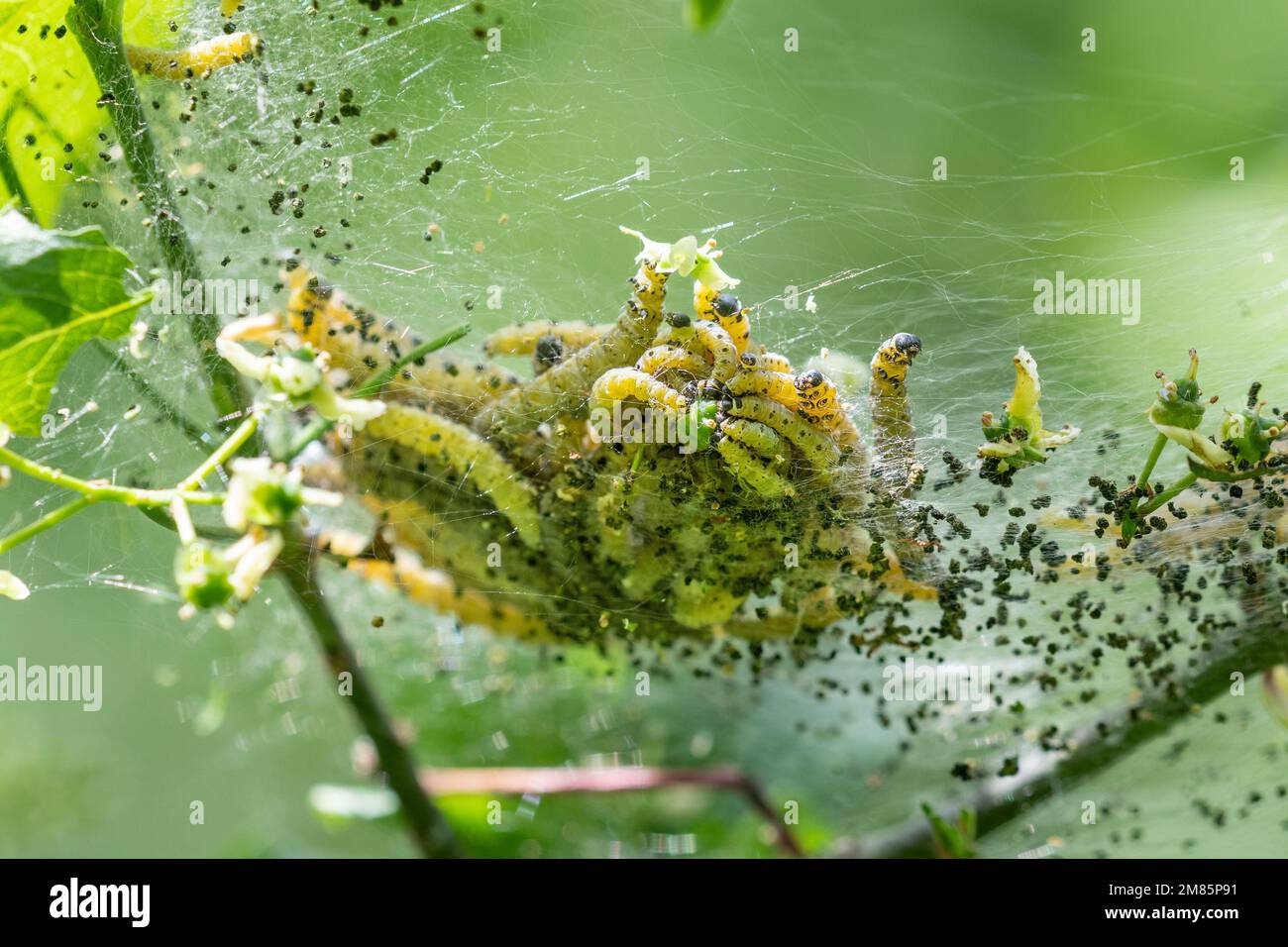 Webbing caterpillar hi-res stock photography and images - Alamy