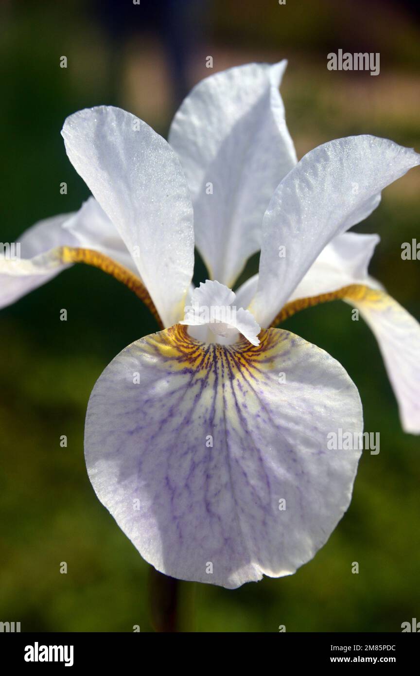 Single White & Pale Purple Siberian Iris (Iris sibirica 'Hohe Warte') Flower on Display at RHS Garden Bridgewater, Worsley, Greater Manchester, UK. Stock Photo