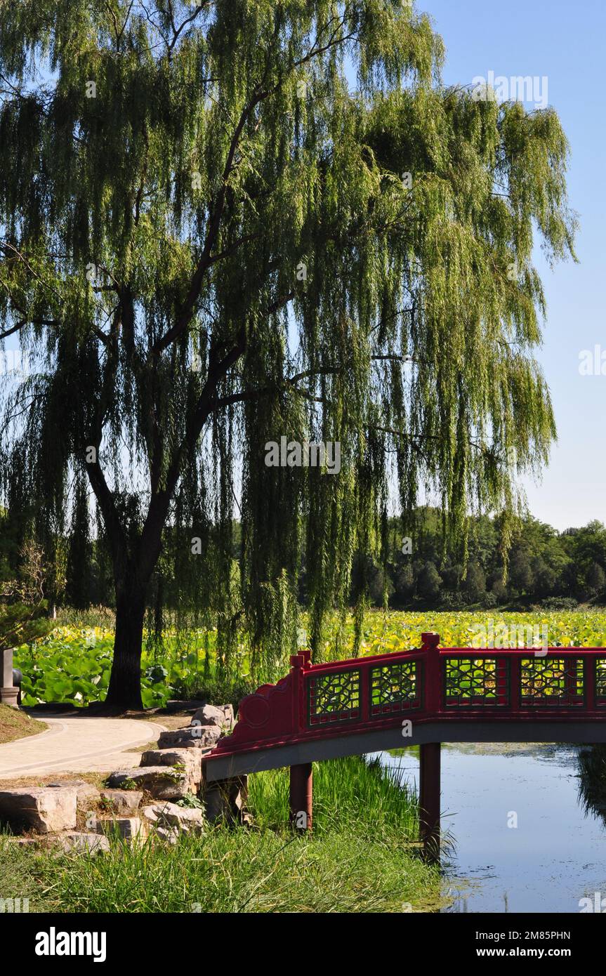 Summer stroll at Yuan Ming Yuan park, Old Summer Palace, Beijing, China Stock Photo