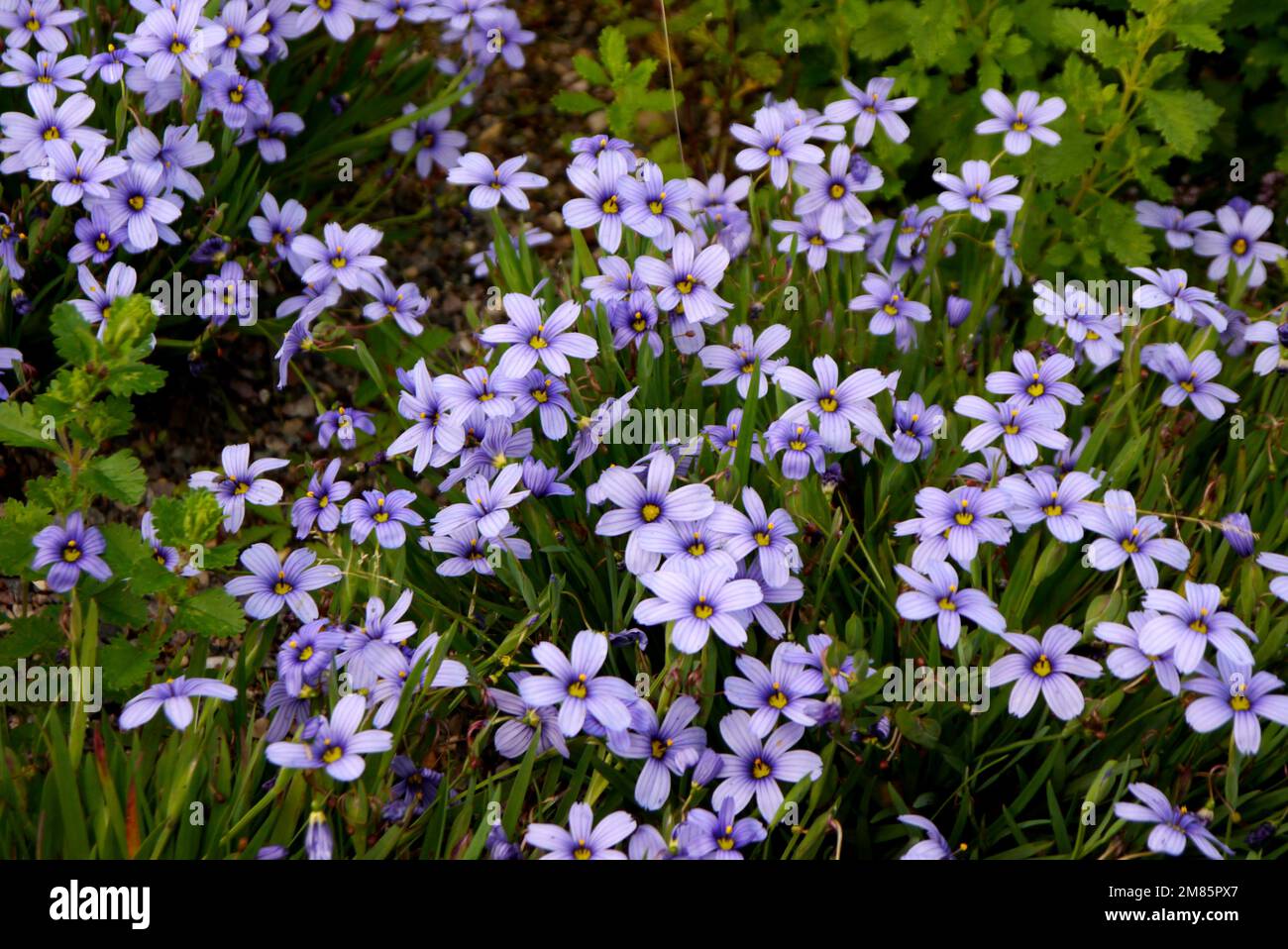 Sky-blue Sisyrinchium Angustifolium 'Californian Skies' (Blue-eyed grass) Flowers on Display at RHS Garden Bridgewater, Worsley, Greater Manchester. Stock Photo