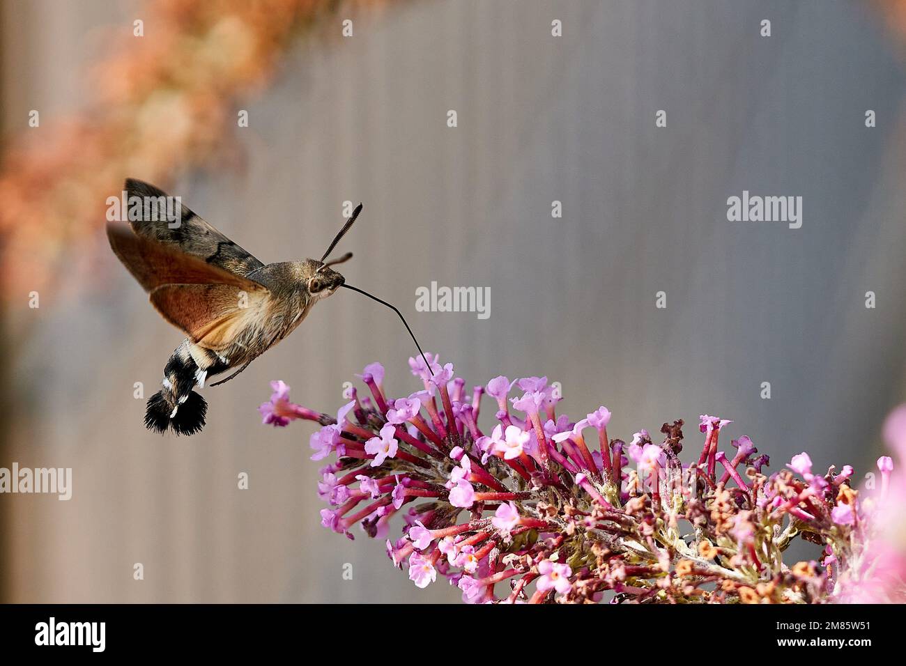 Taubenschwänzchen-Macroglossum stellatarum Stock Photo