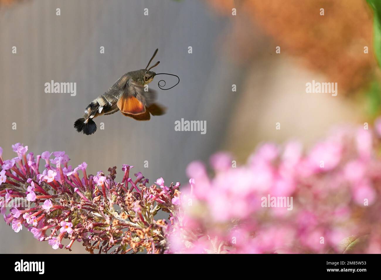 Taubenschwänzchen-Macroglossum stellatarum Stock Photo