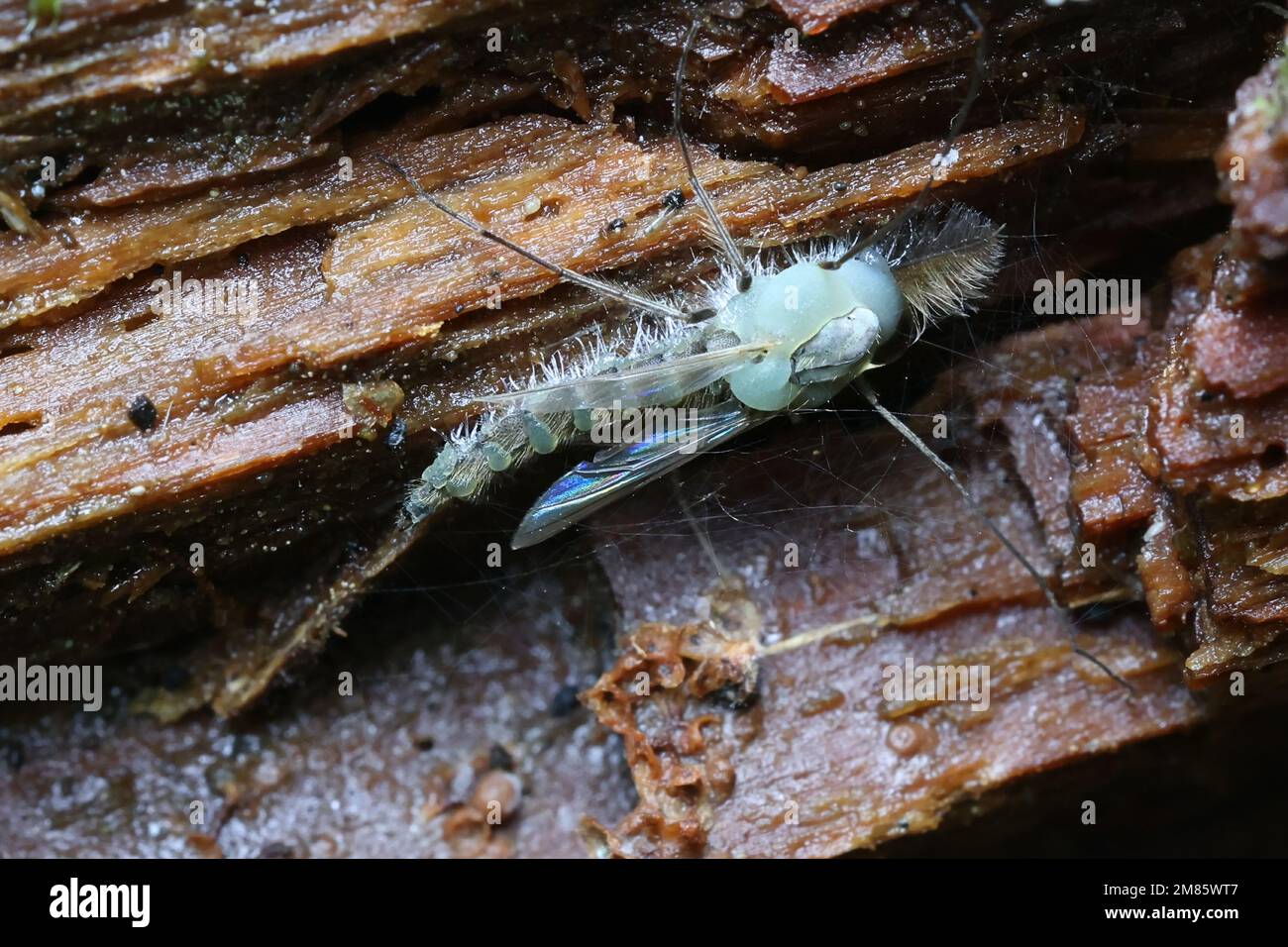 Lake fly infected by insect-killing fungus,  Erynia curvispora Stock Photo