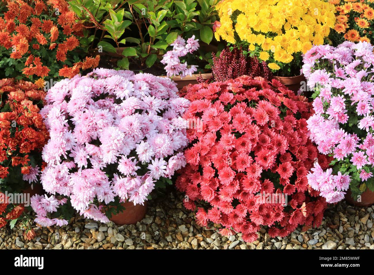 Pot de fleur rouge hi-res stock photography and images - Alamy