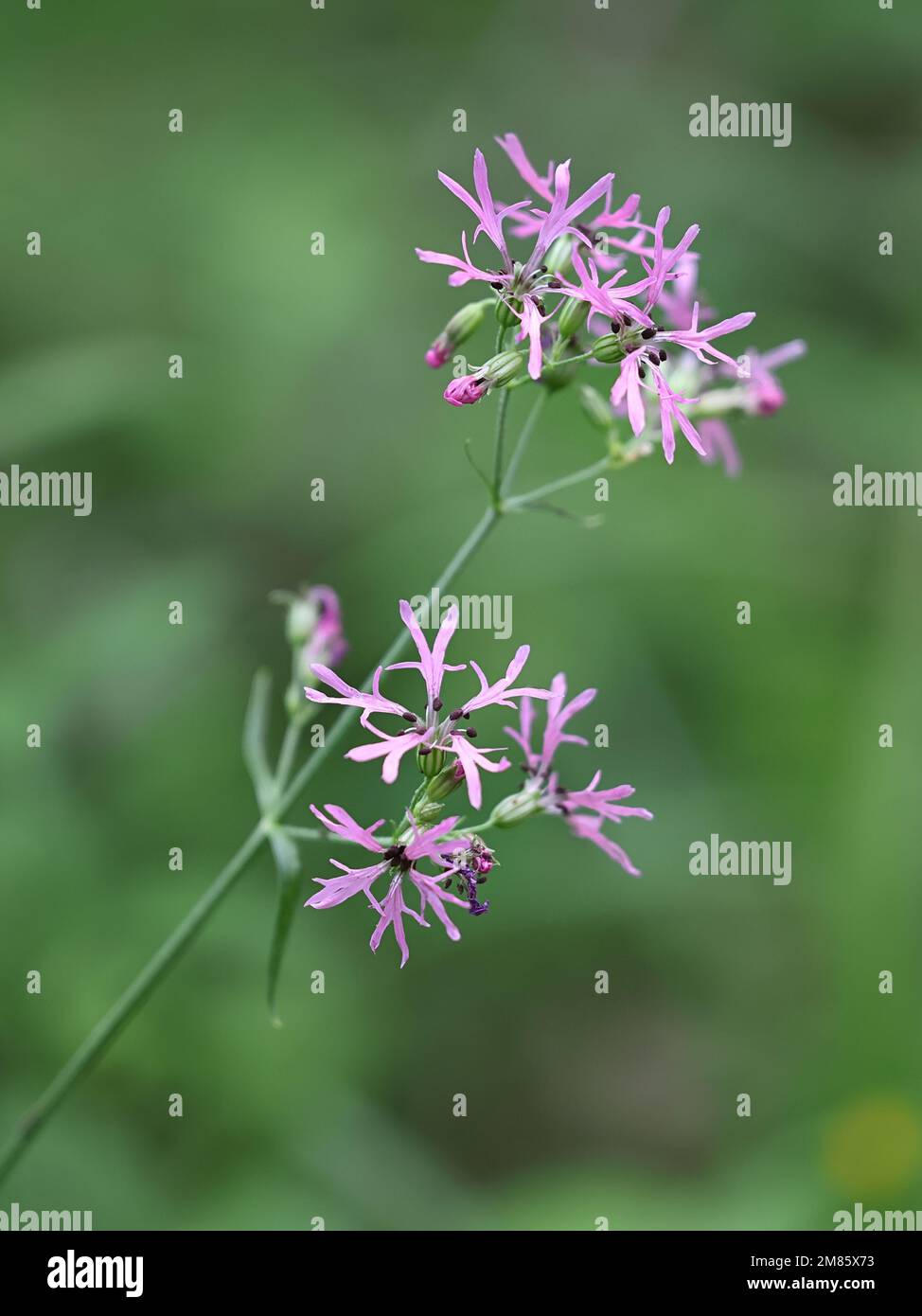 Lychnis flos-cuculi, also called Silene flos-cuculi, commonly known as Ragged Robin, wild flower from Finland Stock Photo