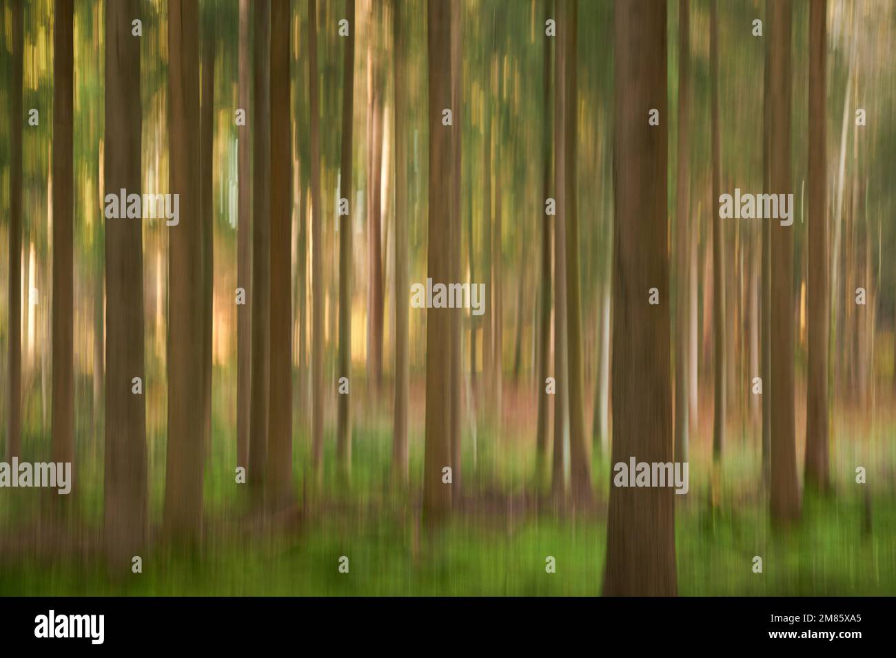 Wald abstrakt, verwischt und verschwommen, interessantes Lichtspiel, Kunst Stock Photo