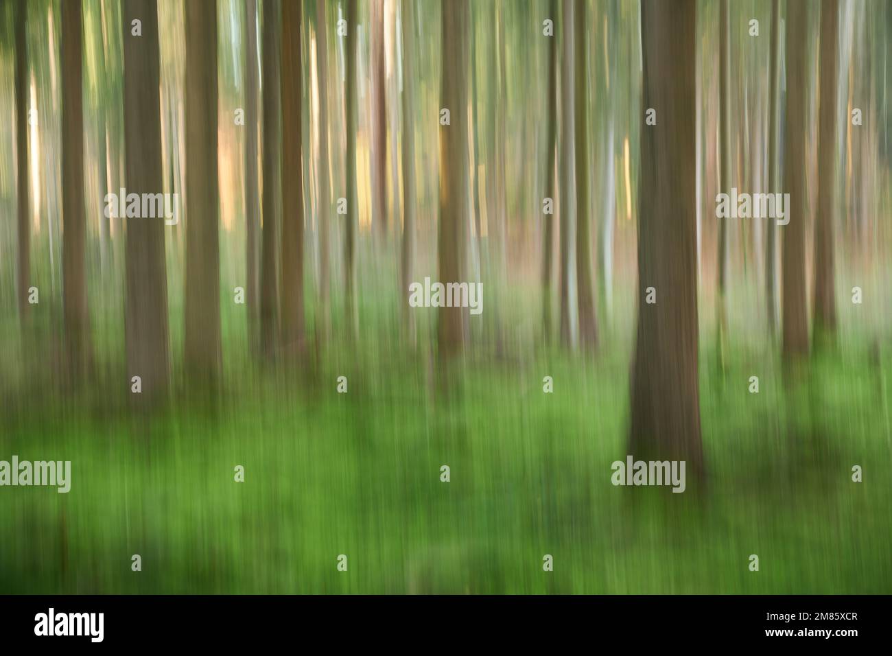 Wald abstrakt, verwischt und verschwommen, Kunst Stock Photo
