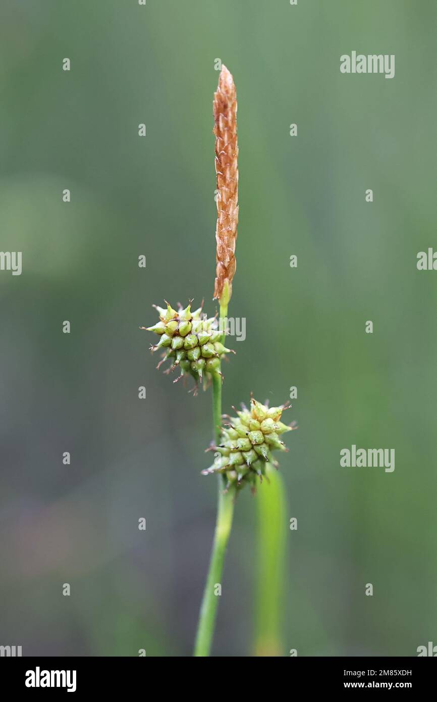 Little green sedge, Carex viridula subsp. viridula, wild plant from Finland Stock Photo