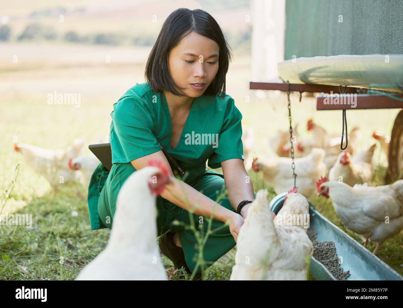 Chicken farm, vet and poultry farming with an asian woman feeding
