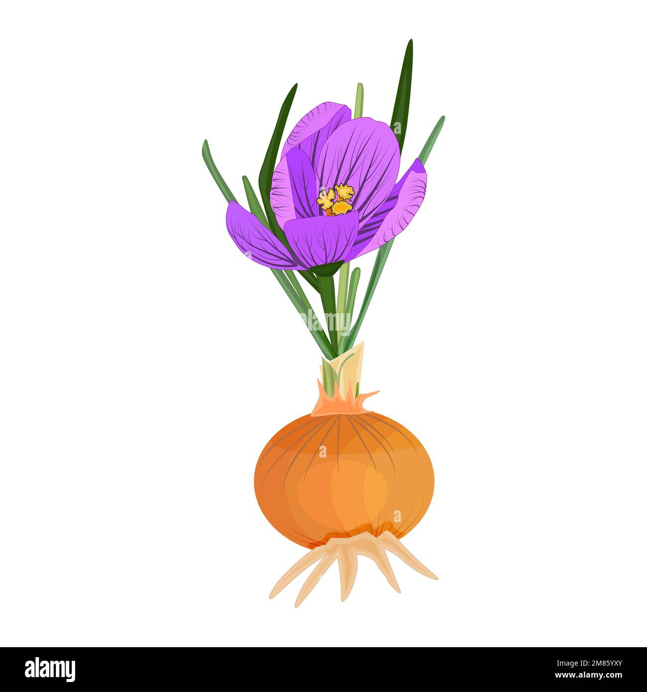 Crocus flower spice. Saffron crocus, bulb flower. Blooming spring