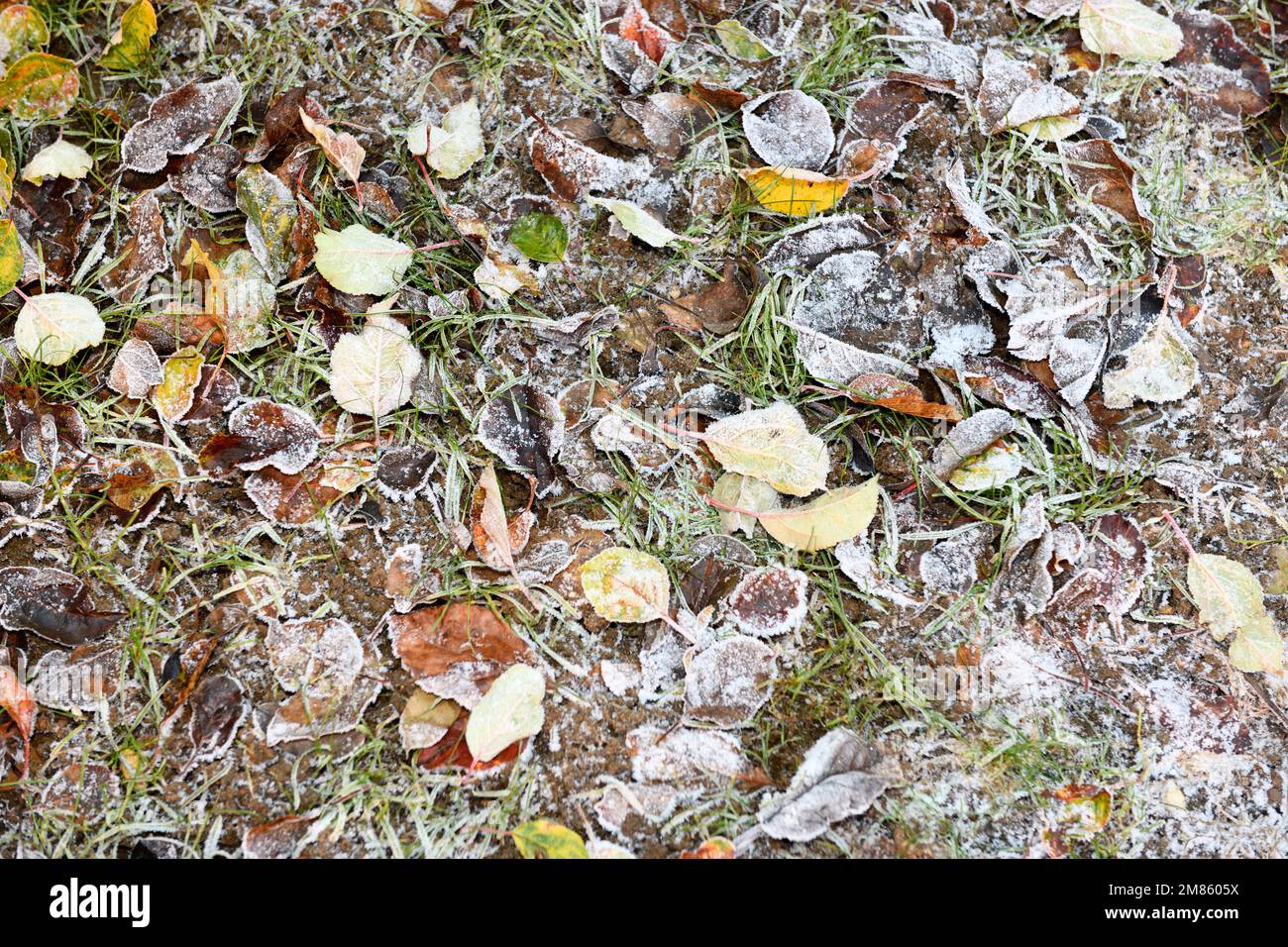 Fallen hi res hi-res stock photography and images - Alamy