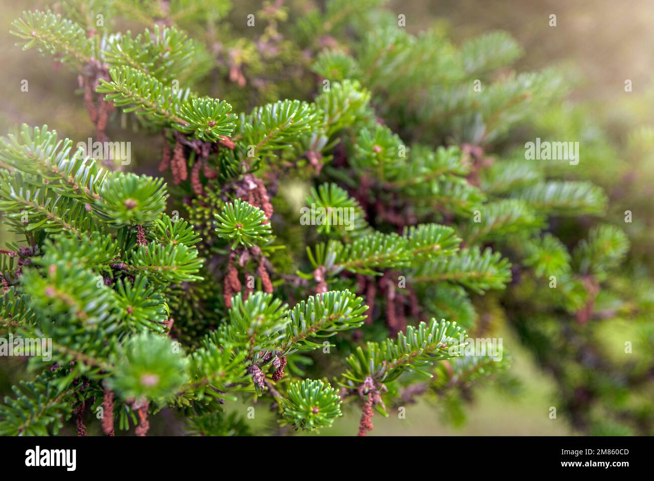 Christmas tree growing in the forest. Abies nordmanniana. Nordmann fir is one of the most important species grown for the Christmas tree. Stock Photo