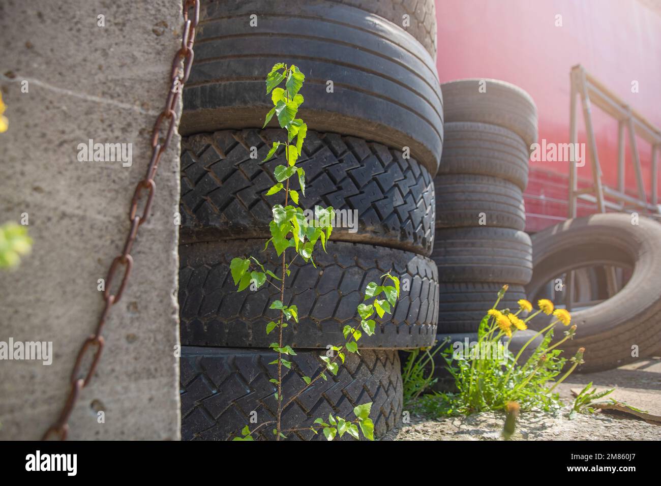 Ecological catastrophy. Environmental pollution. Old tires are thrown away, flowers grow nearby. The concept of pollution of nature. Stock Photo