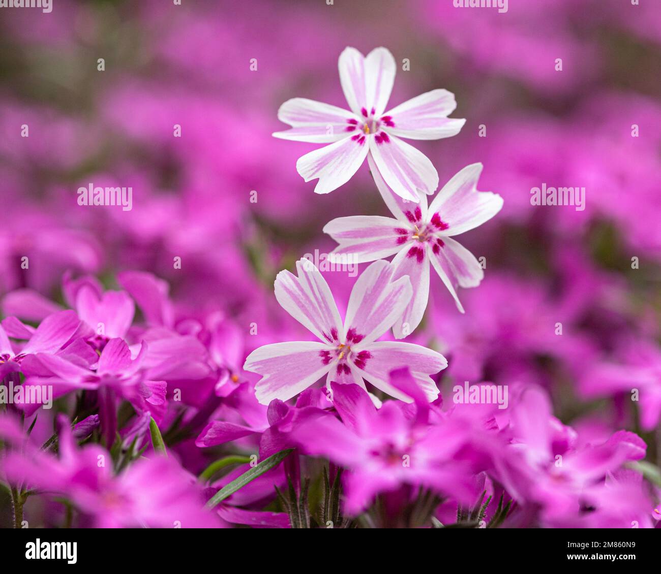 A closeup of delicate pink creeping phlox flowers in a beautiful sunny ...