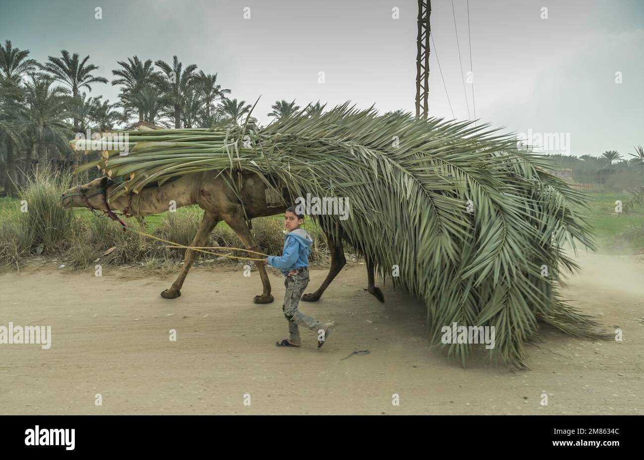 Kind treibt Kamel mit Palmenwedeln, Memphis, Ägypten Stock Photo