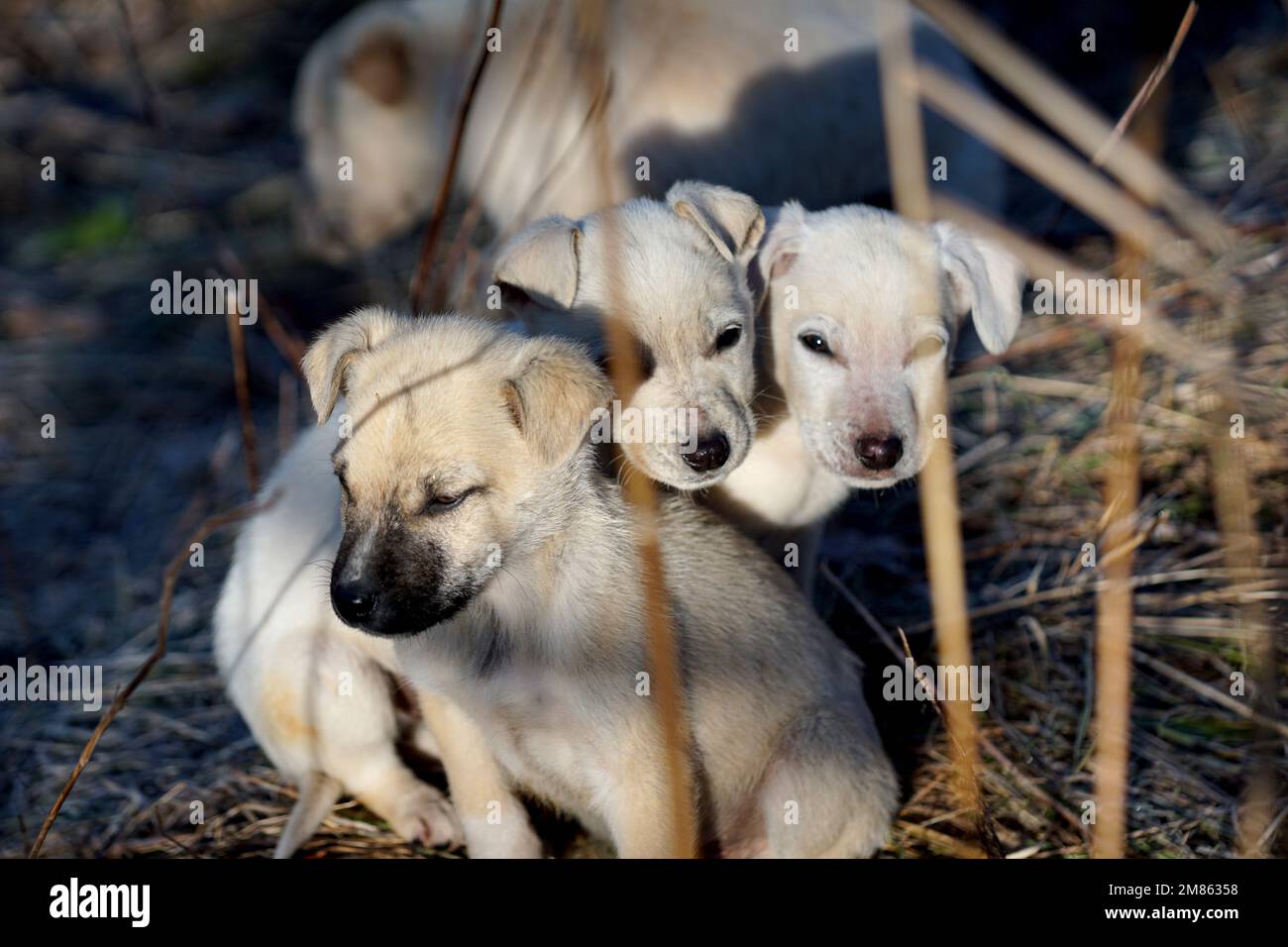 A closeup shot of a group of adorable stary puppies huddled together in cold january morning. Stock Photo