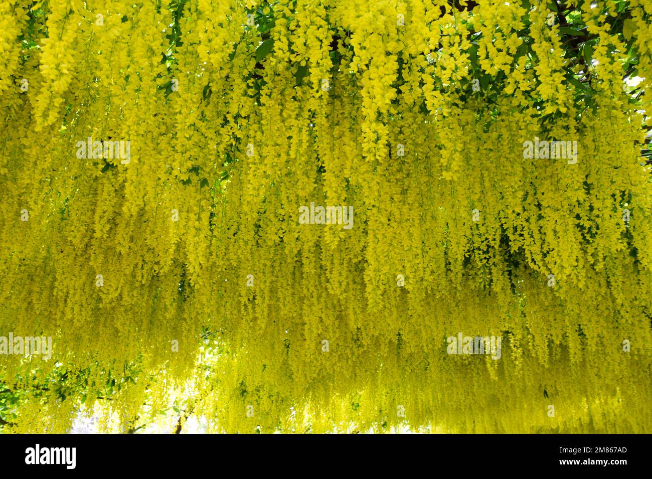 Spring flowers of laburnum anagyroides, also known as golden rain, or golden train tree in Bodnant garden Wales UK May Stock Photo