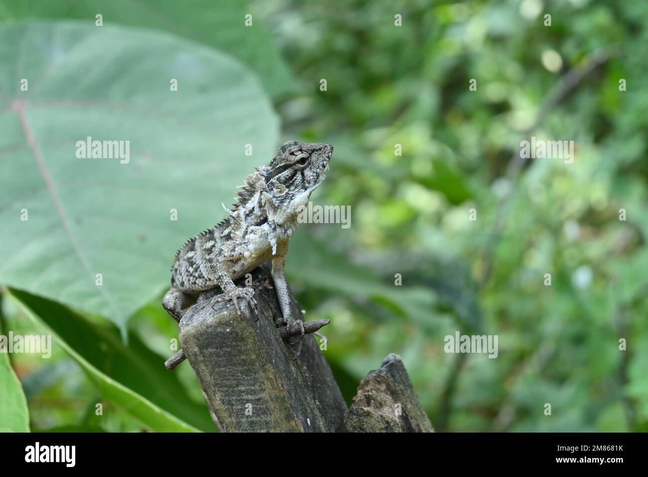 Close up of a grey and black color garden lizard with a curious face with old skin remains is sitting on top of a wooden pole in Sri Lanka Stock Photo