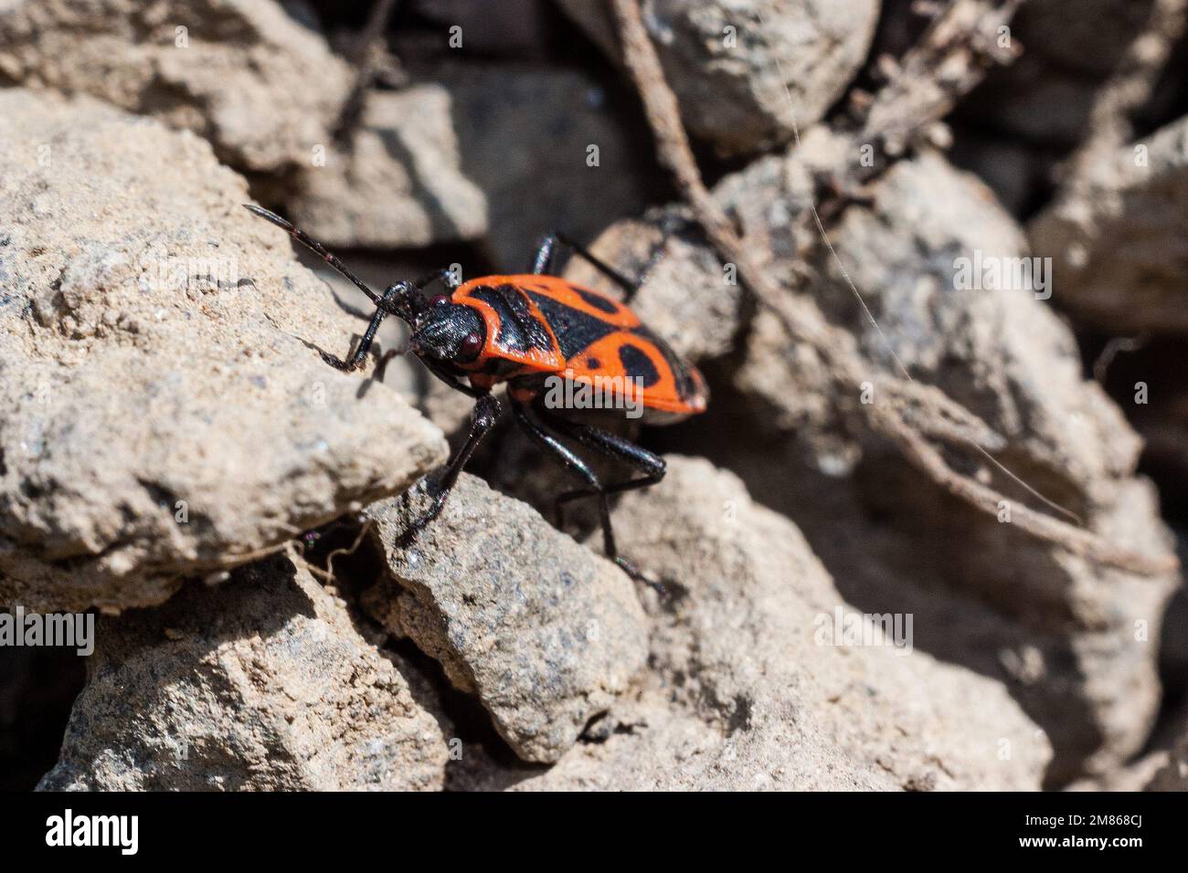 Pyrrhocoris apterus fly hi-res stock photography and images - Alamy