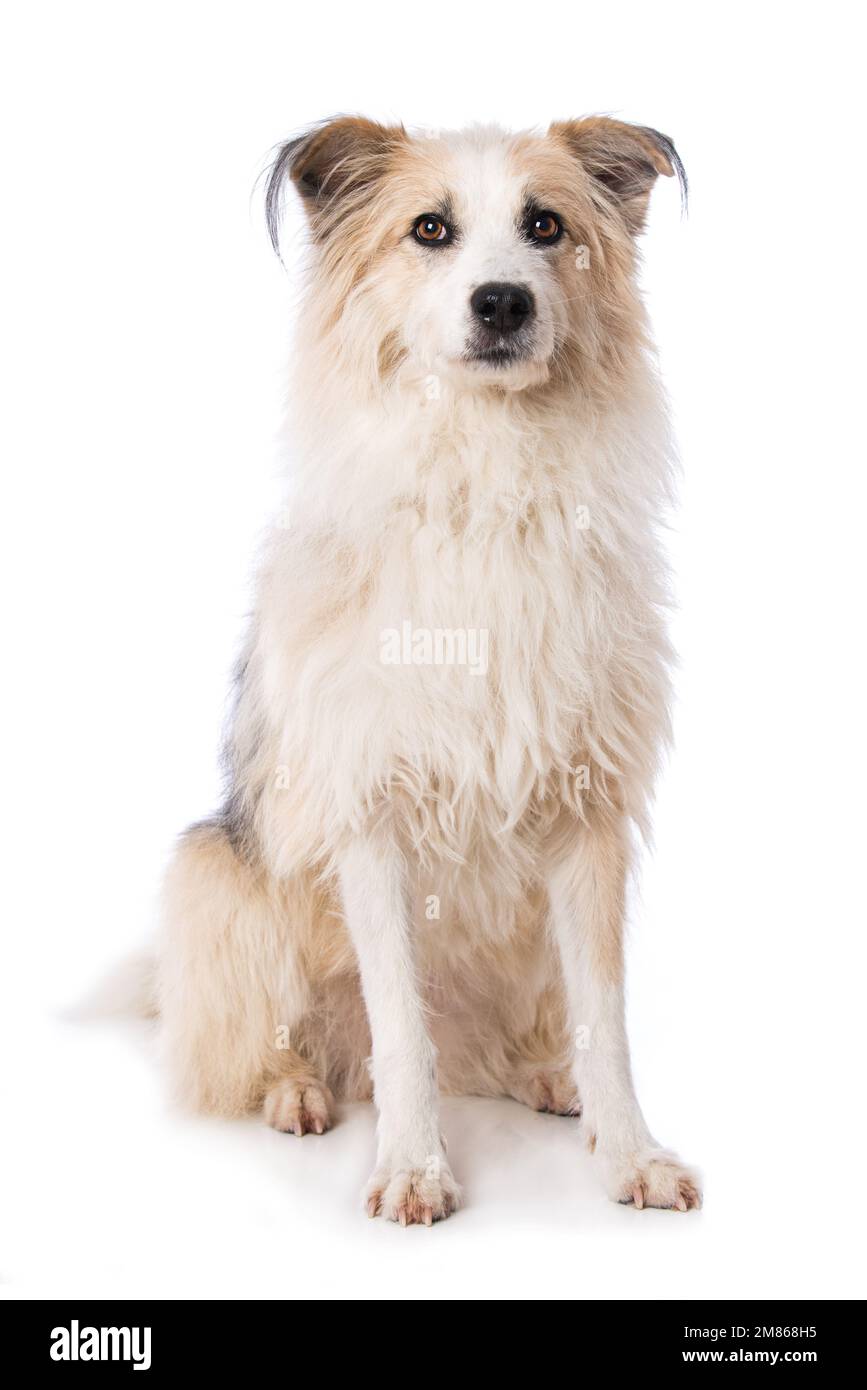 Cute dog sitting isolated on white background and looking up Stock ...