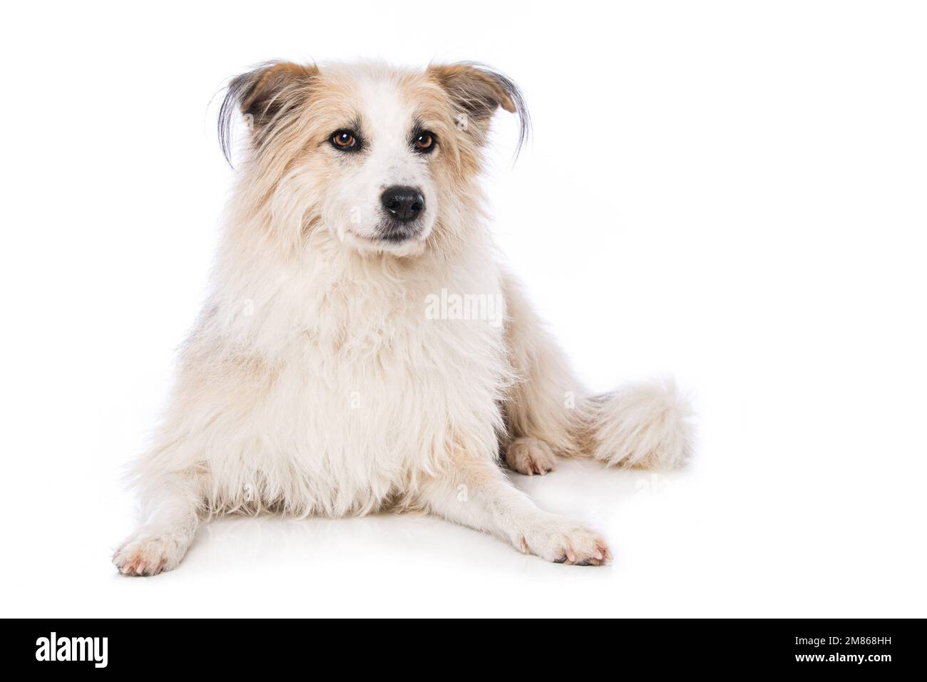 Cute dog lying isolated on white background and looking to the camera ...