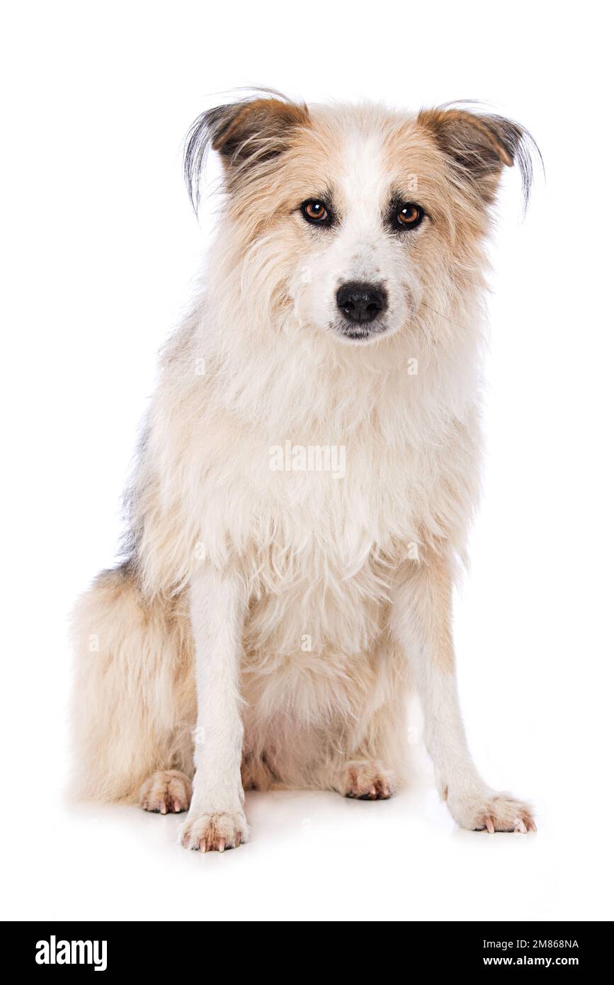 Cute dog sitting isolated on white background and looking up Stock ...